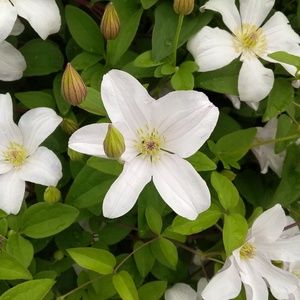 Meet your Posher, Hoon